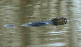 cool beaver