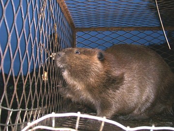 Millie the beaver Millie the beaver