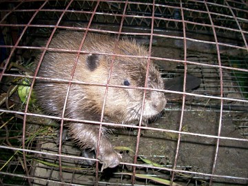 Pondee the beaver Pondee the beaver